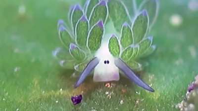 ? Leaf Sheep: Adorable Sea Slug Eats So Much Algae It Can Photosynthesize