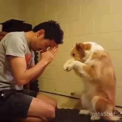 my dogs are trained to bow instead of shake.