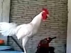 When you have to wake your family but can’t stop thinking about the joke a chicken told you
