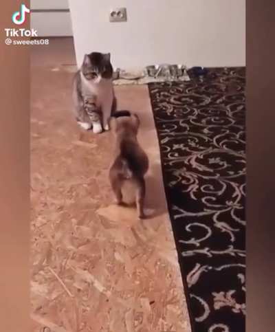Insurance fraud attempt