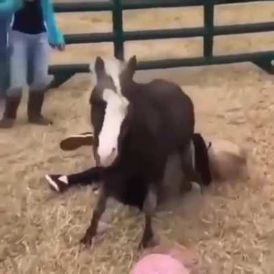 Ass?