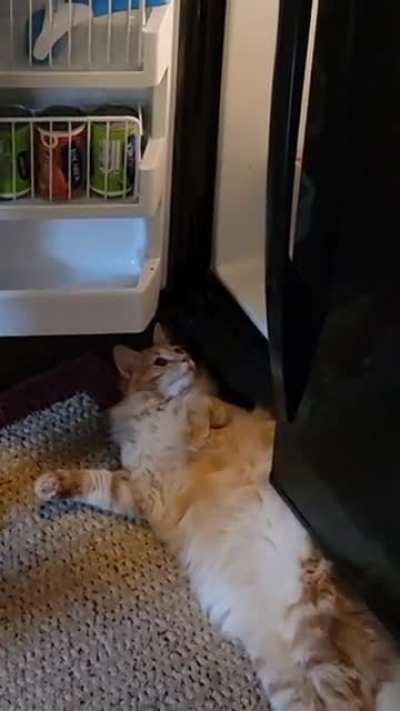 Who must open the fridge of death must answer me these questions three.