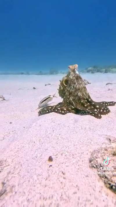 How to Octopi a place in my heart