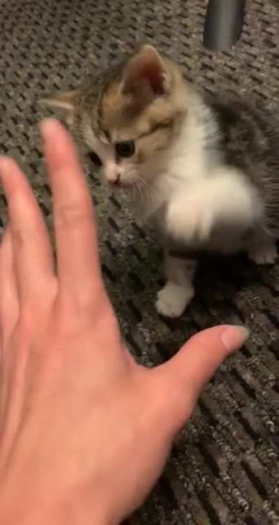 Tiny chomps