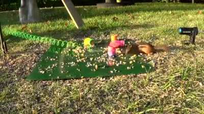 Squirrel shoots slinky at chipper, originally posted in r/aw