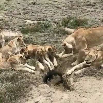 ? Warthog hunt pending.