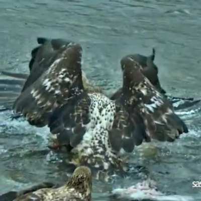 ? An eagle's fight
