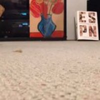 I am... Carpet Shark.