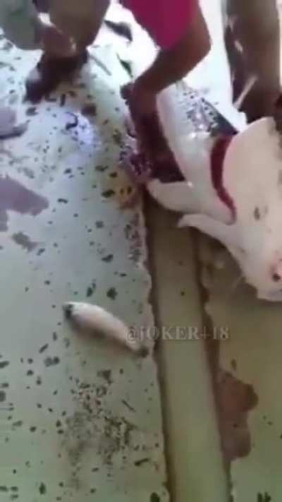 Fish in a fish or … ?