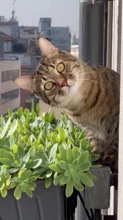 "Hello there"