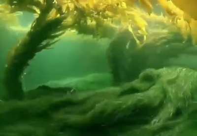 ?the seagrass comes alive with the ebb and flow of the Ocean