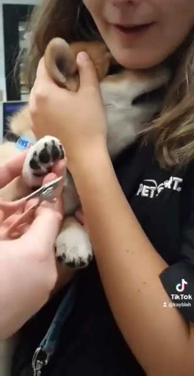 The drama starts young with shibas ?