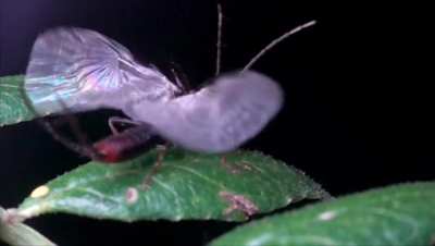 Today I learned that Earwigs have a hidden, intricate set of origami-like wings! ?