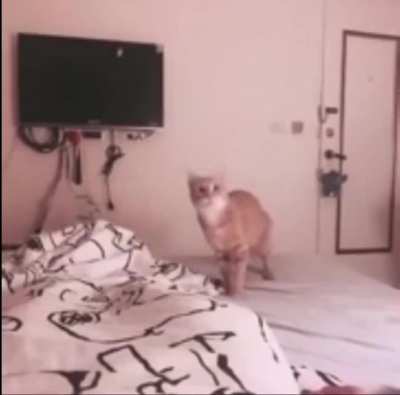 Cat YEETS dead fish at owner