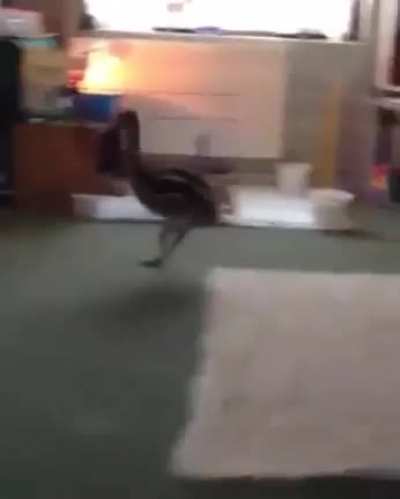 Baby emu has best reaction to meeting dog for the first time