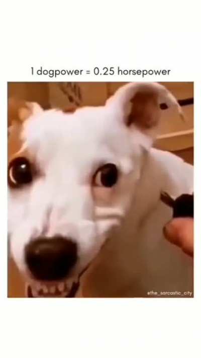 Dog sounds like a car ?