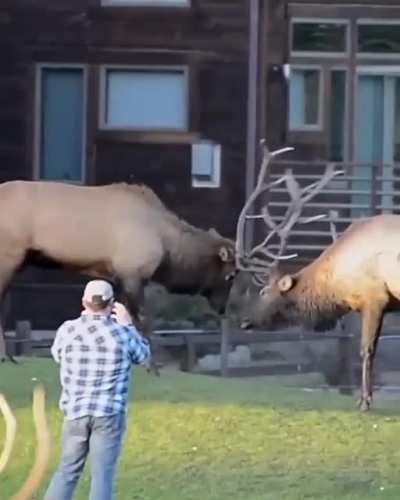 ? Two Bull Elks sparring.