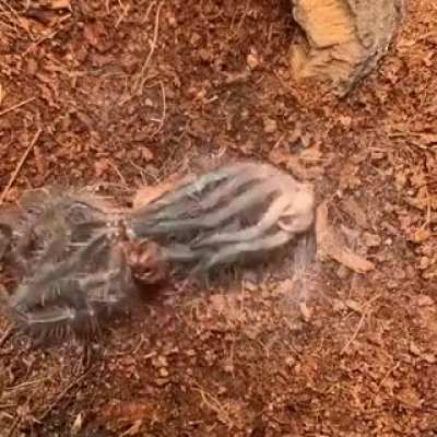 ? A tarantula molting
