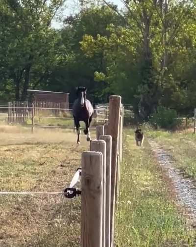 German Shepherd racing a horse?