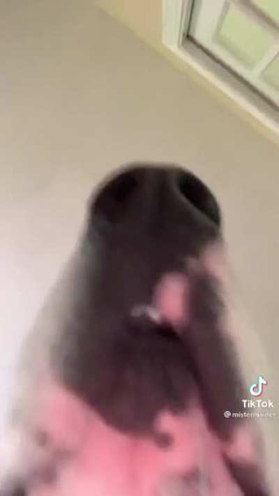 And THAT'S enough TikTok for the day