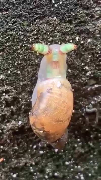 ?A parasitic worm has turned this snail into a "zombie" that mimics caterpillars in an effort to be eaten by a bird, where it can reproduce inside its GI tract