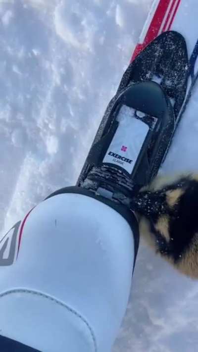 ? A territorial lemming inspecting a couple of cross country skiers