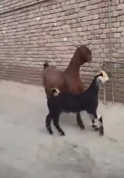 Goats got the swagger.
