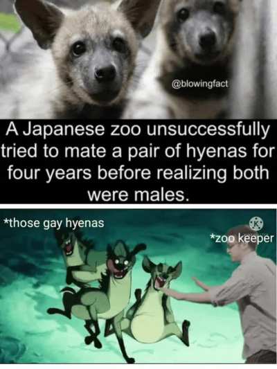 Hyenas be like ain't my fault