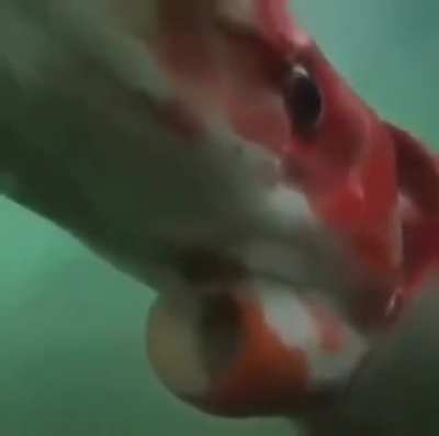 ?The ( 14 meter/ 45.9318 foot ), long Giant Squid is one of only two observed by humans in seas over the past decade, in Toyama Bay, Japan in 2015