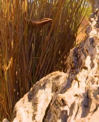 ? The unusual defense mechanism of the Golden-tailed Gecko