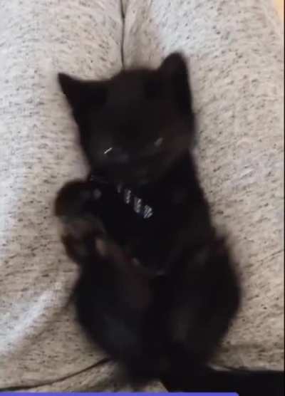 Kitty discovering she has feet