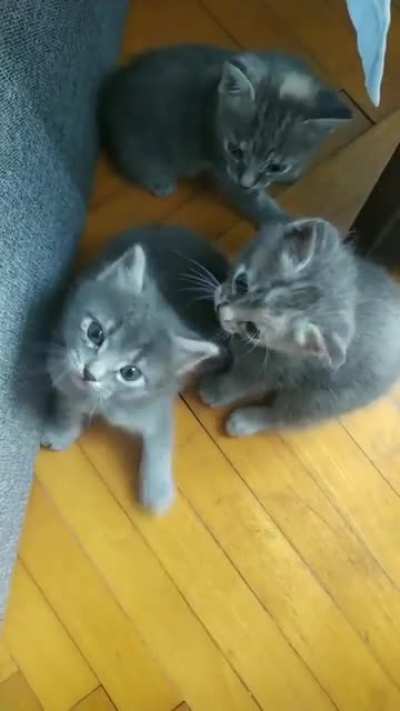 Sound on for criminally smol meow