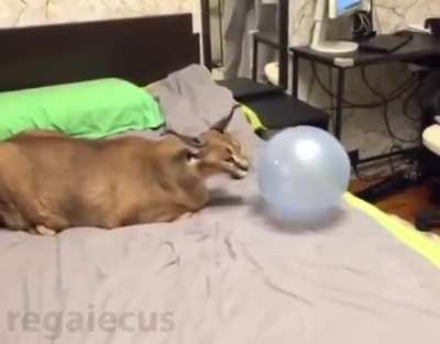 pop