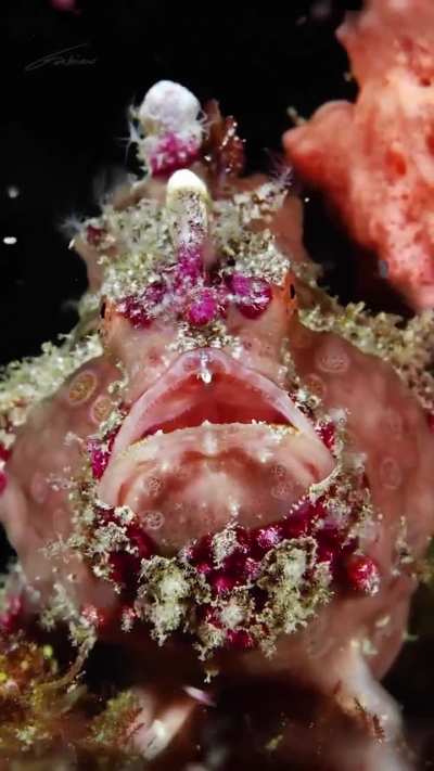 ?The Painted Frogfish (Antennarius Pictus)