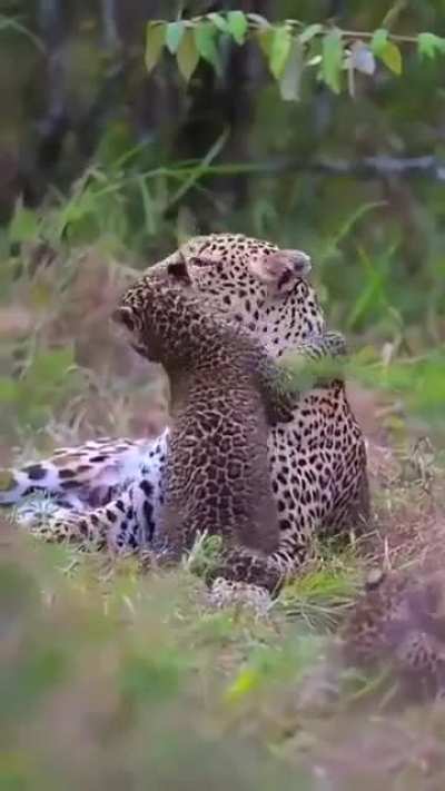 ?No matter the species, All Mothers are BEAUTIFUL