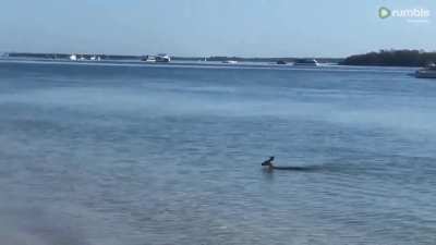 Looks like a deer swimming to shore....oh wait