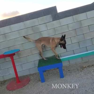 Amazing rare pupper