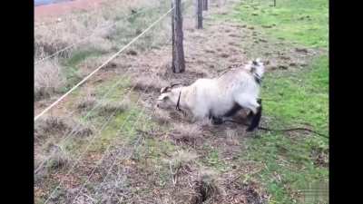 WCGW Eating grass
