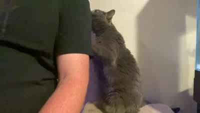 Chonky Bella want pets.