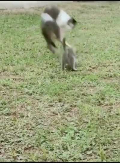 Pounce