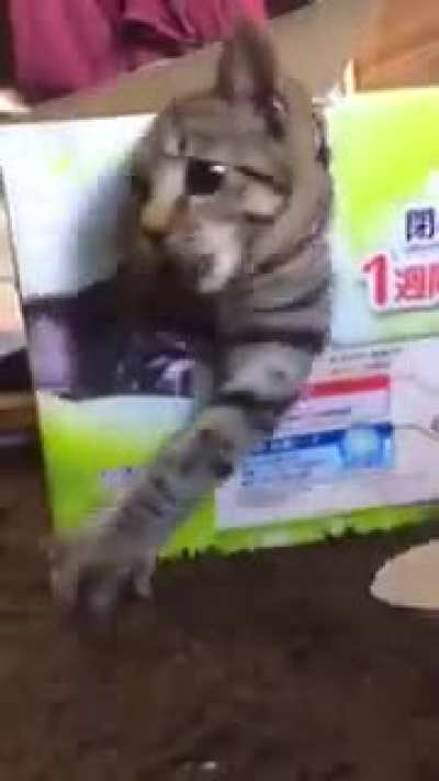 The cat on the box looks a lot like the family cat...