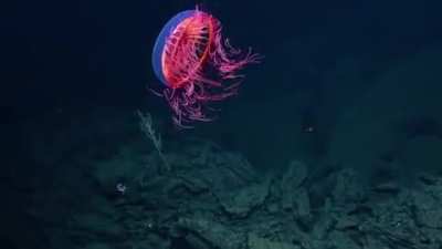 ? halitrephes jellyfish