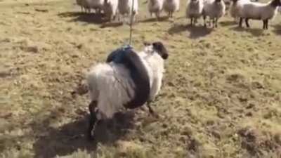 Sheep stuck in a tire swing. The other sheep look so confused.