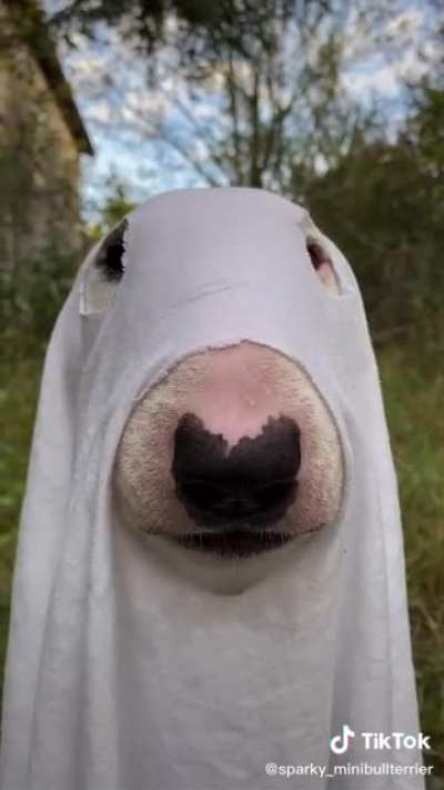 Spooky Walter