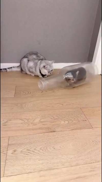 ?I’m a genie in a bottle?