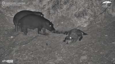 ?Midnight Mix-Up at the Waterhole ??