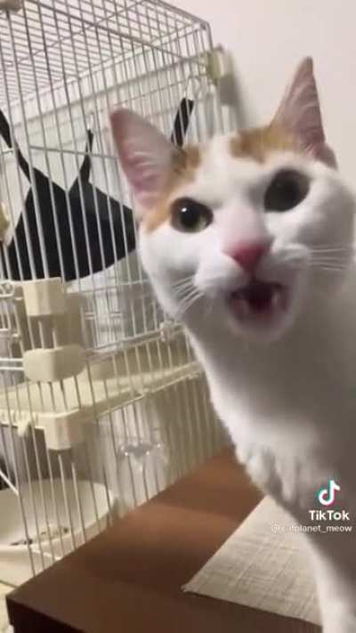 The face the cat made