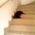 a very rare sighting of a liquid cat ! ??