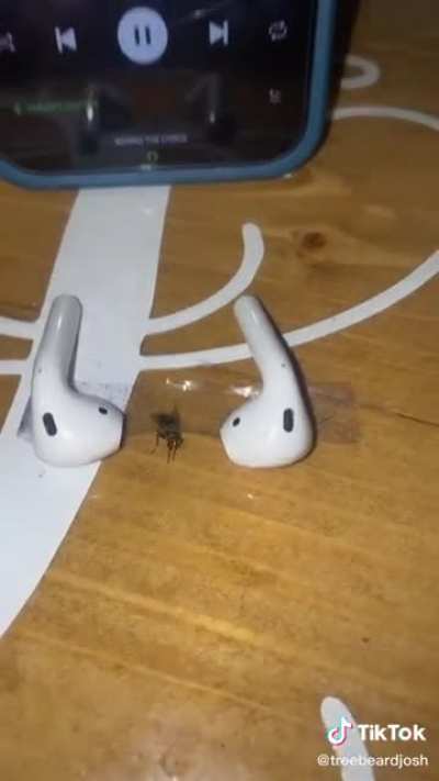 poor fly
