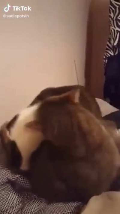 Bitten